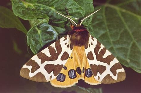 Moth Identification Guide - HubPages