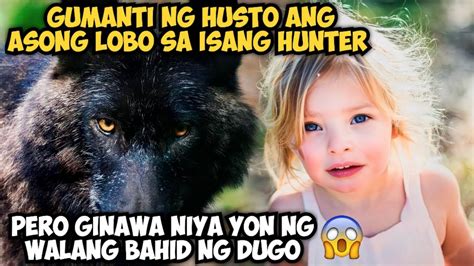 Gumanti Ng Husto Ang Asong Lobo Sa Isang Hunter Pero Ginawa Niya Yon Ng