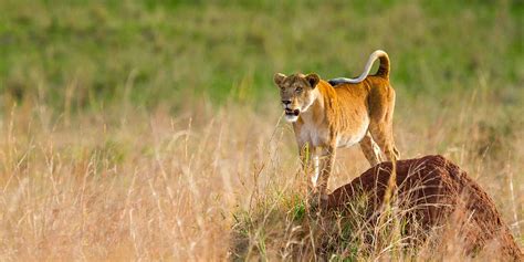 Kidepo Valley National Park wildlife location in Uganda, Africa ...