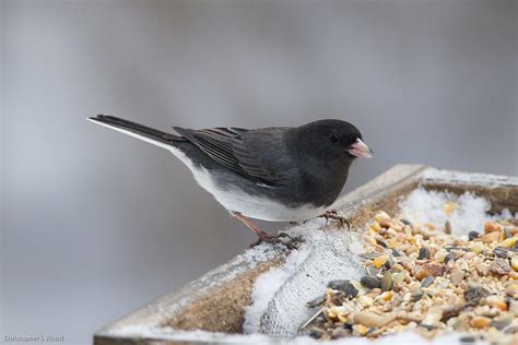 Dark-eyed Junco | Celebrate Urban Birds