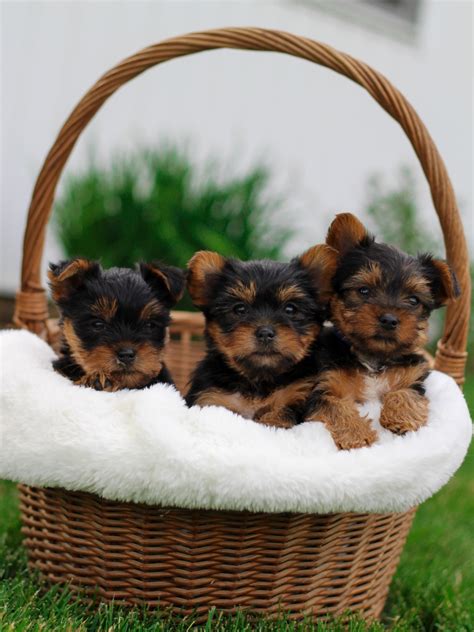 Yorkshire Terrier Puppies | My Pup Central