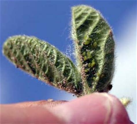 Soybean aphid infestation on small soybeans - MSU Extension