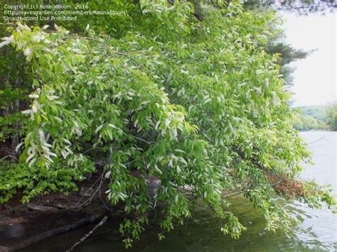 Plantfiles Pictures Prunus Species Mountain Black Cherry Rum Cherry