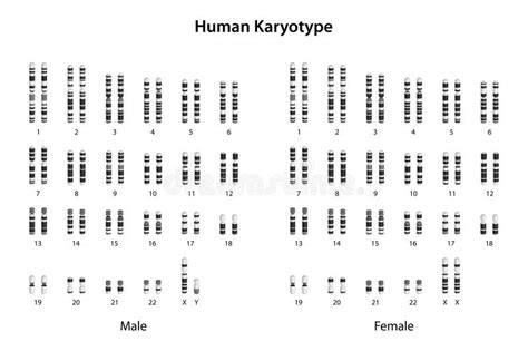 Human Karyotype Male And Female Differential Staining Stock Vector