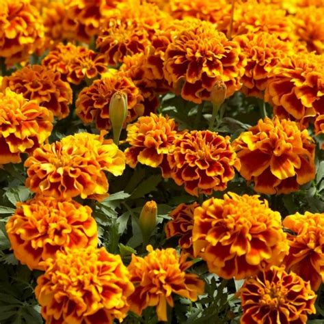 Dwarf Marigold Seeds - Price €1.45