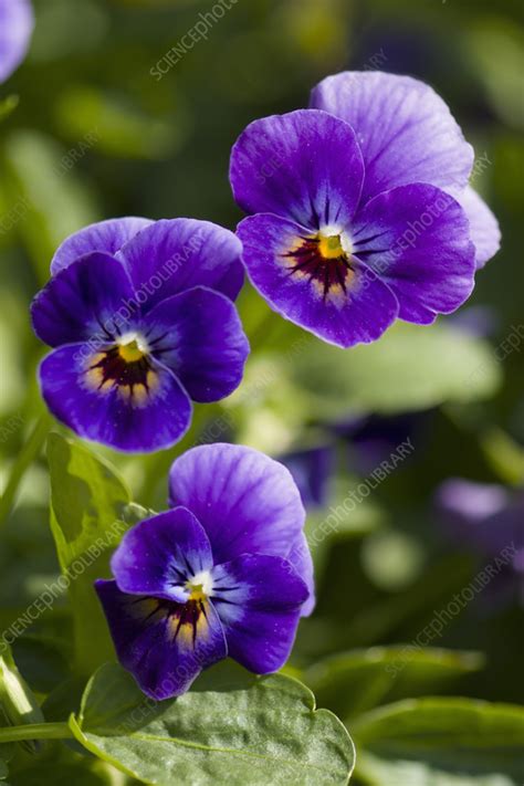 Pansy Viola X Wittrockiana Stock Image C0581323 Science Photo