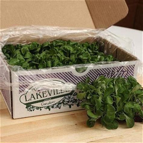 mache lakeville specialty