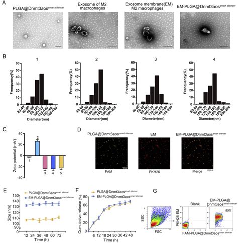 Assembly And Characterization Of Biomimetic Nanoparticles A