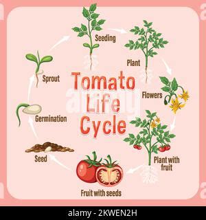 Ciclo Di Vita Di Una Pianta Di Pomodoro Diagramma Illustrazione