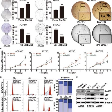 Rad50 Promotes Proliferation And Anchorage‐independent Growth In Download Scientific Diagram