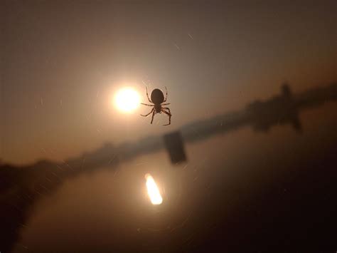 Sunrise With Spider Smithsonian Photo Contest Smithsonian Magazine