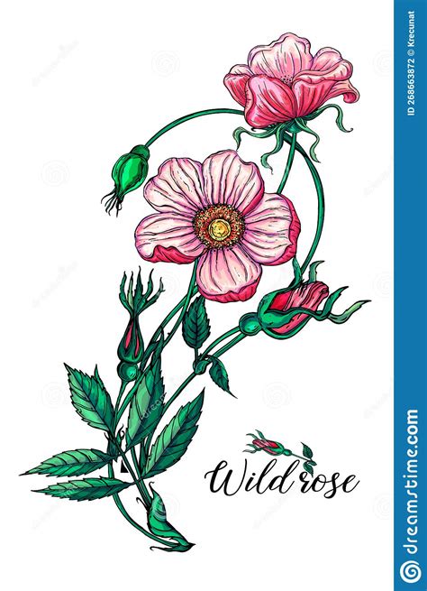 Flower Arrangement with Rose Flowers. Wild Rose. Pink. Stock Vector ...