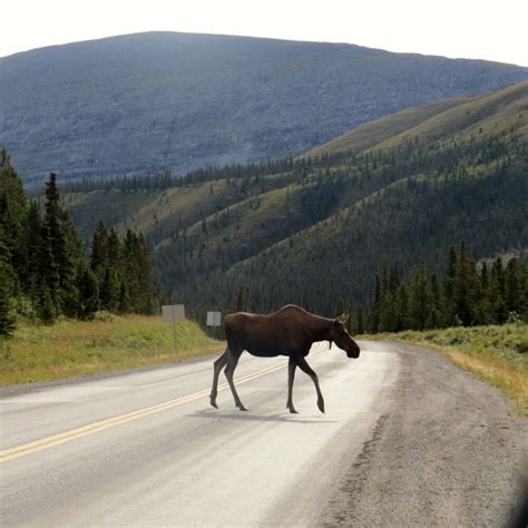 Driving the Alaska Highway in Canada: A Guide