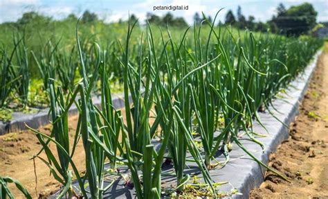 Pertanian Monokultur Pengertian Sistem Dan Dampaknya Petani Digital