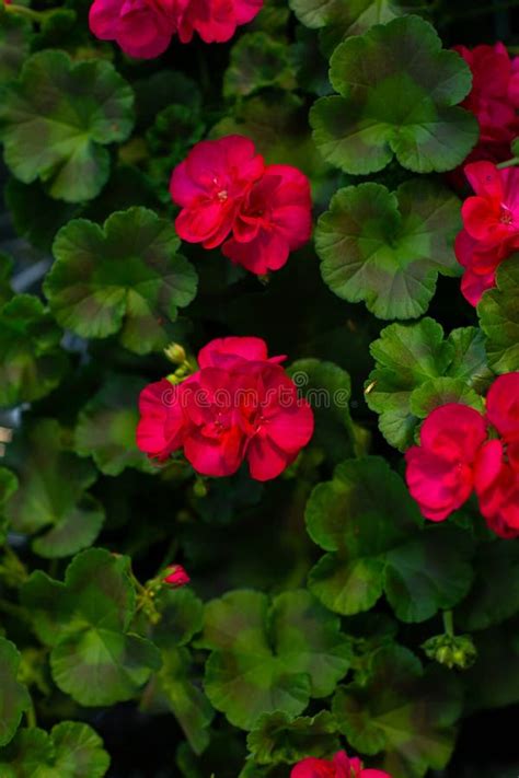 Pelargonium Or Pelargonium Grandiflorum Flower Close Up Pink Regal Pelargonium Stock Image