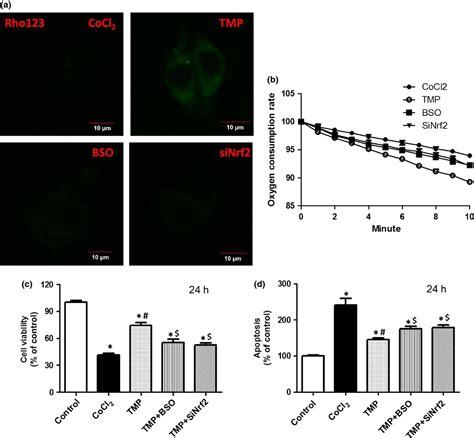 Tetramethylpyrazine Inhibits Cocl Induced Neurotoxicity Through