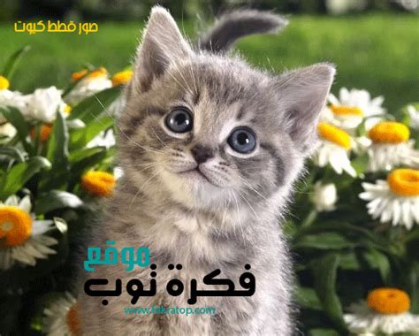 صور بسس مضحكه اروردز