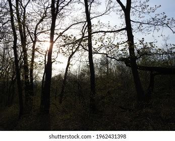 Beautiful Forest Landscape Sunset Stock Photo 1962431398 | Shutterstock