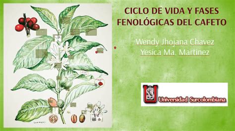 Ciclo De Vida Y Fases Fenol Gicas Del Cafeto By Yesica Martinez On Prezi