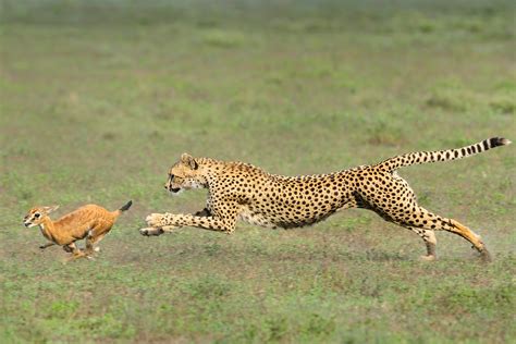 How Do Cheetahs Hunt