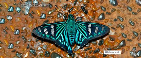 Galería Colombia el país más diverso en mariposas LatinAmerican Post