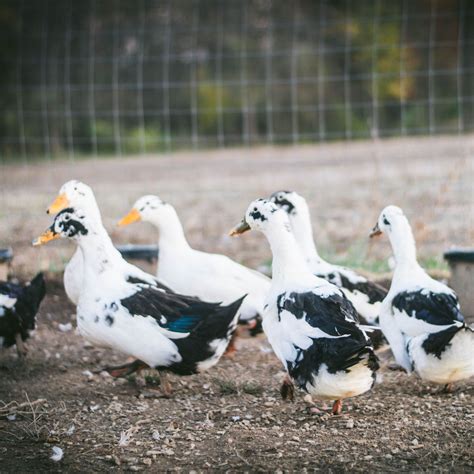 Best Duck Breeds To Consider For Your Homestead • The Rustic Elk