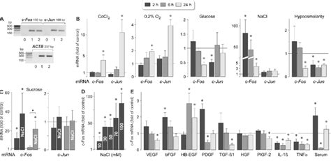 Regulation Of The Expression Of The C Fos And C Jun Genes In Rpe Cells