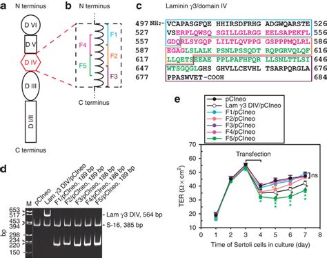 Preparation Of Laminin Domain Iv Cdna Constructs To Assess Their