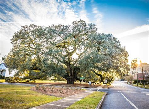 guide  thomasville georgia exploregeorgiaorg