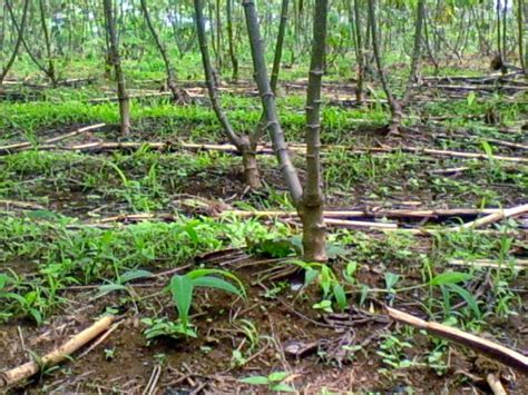 Cara Menanam Singkong Agar Berbuah Banyak - Tepung MOCAF