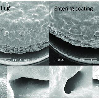 Sem Micrographs Of Tablet E Coated With Colopulse And Enteric Coating