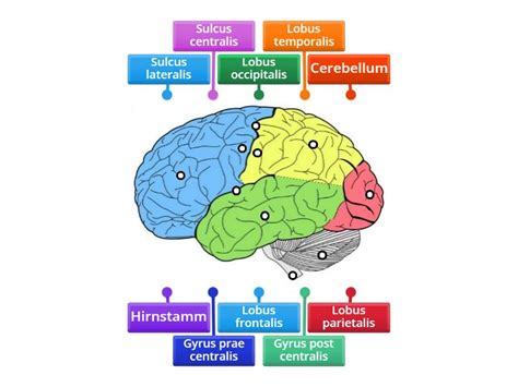 Neuroanatomie - Labelled diagram