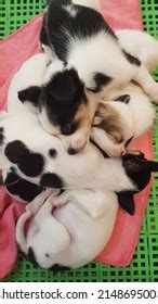 Cutest Sleeping Puppies Dog Stock Photo 2148695003 | Shutterstock