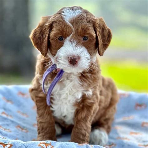 Micro Mini Goldendoodle