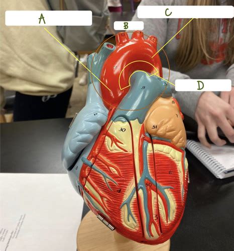 BIOL 2230 Heart Lab 1 Flashcards Quizlet