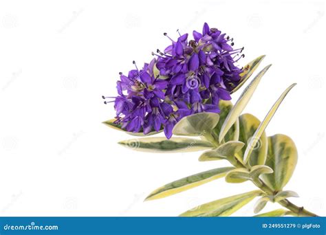 Macro Detail Of The Flowers Of A Hebe X Franciscana Variegata Plant