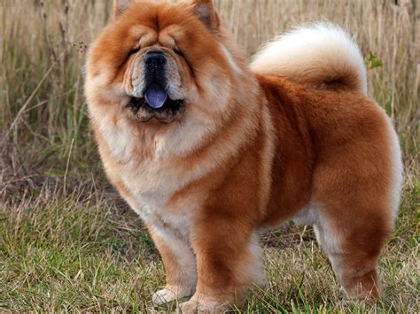 Chow Chow Breed Profile And Information Spot Canada