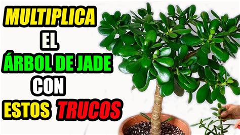 Como Reproducir El Arbol De Jade Por Esquejes De Forma Natural