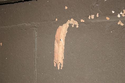 mud dauber tube  jackson mcpherson blog