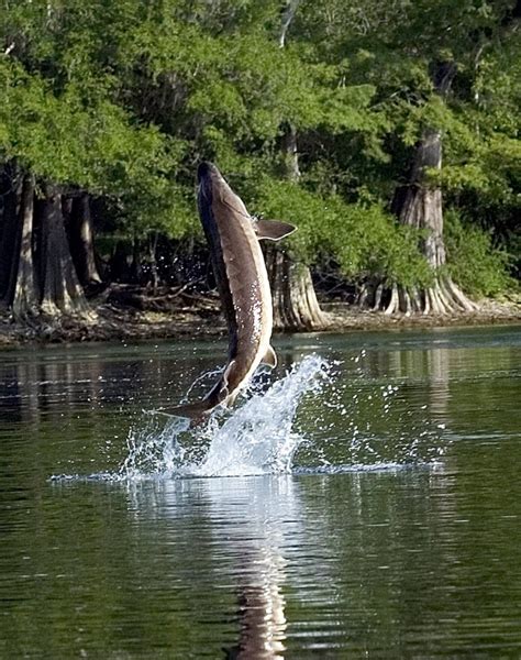 Withlacoochee Madison To Suwannee Florida Paddle Notes