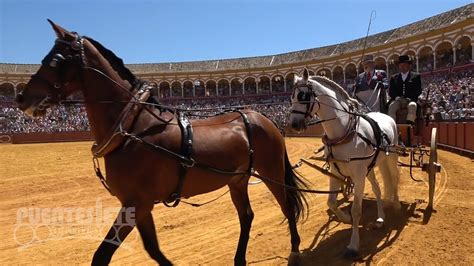 Exhibici N De Enganches Plaza De Toros De La Real