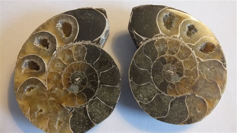 Ammonite Mollusque C Phalopode Fossile Grammes Chf Kaufen Auf