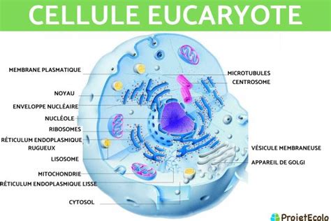 6 Types De Cellules Et Leurs Caractéristiques Avec SchÉma