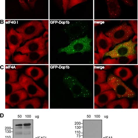 Eif4e Requires Interaction With 4e T For Localization To P Bodies