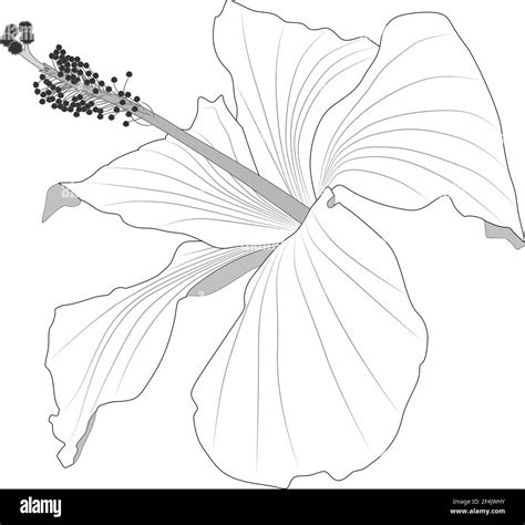 Hibiscus flower drawing Black and White Stock Photos & Images - Alamy