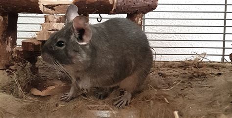 Degus Suchen Ein Neues Zuhause Degu Schweiz