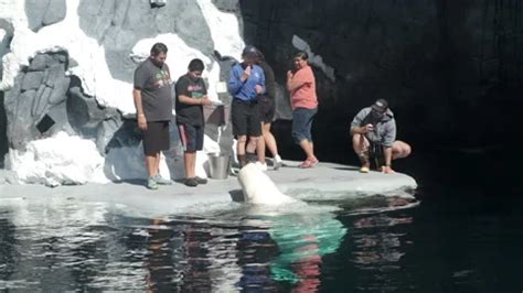 Beluga Whale Encounter at Sea World San ... | Stock Video | Pond5