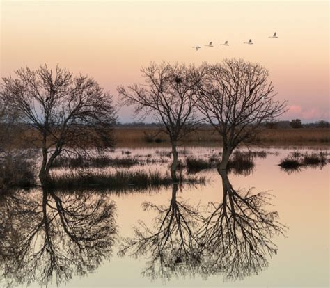 Rdv D Automne Appel A Candidature Festival De La Camargue