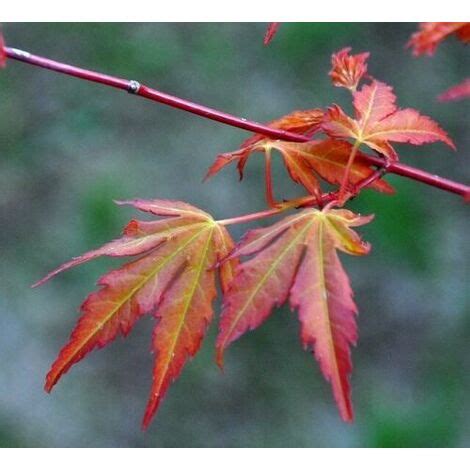 Acero Rosso Giapponese Acer Palmatum Katsura Pianta In Vaso Bio 9 Cm