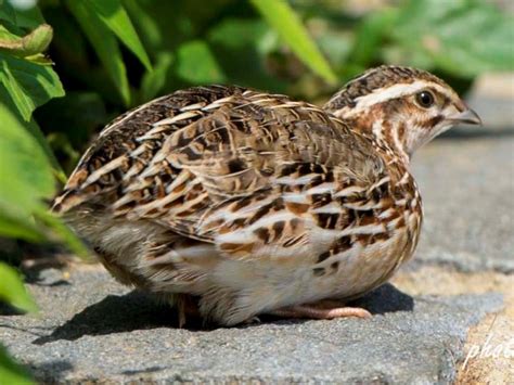 Japanese Quail – birdfinding.info